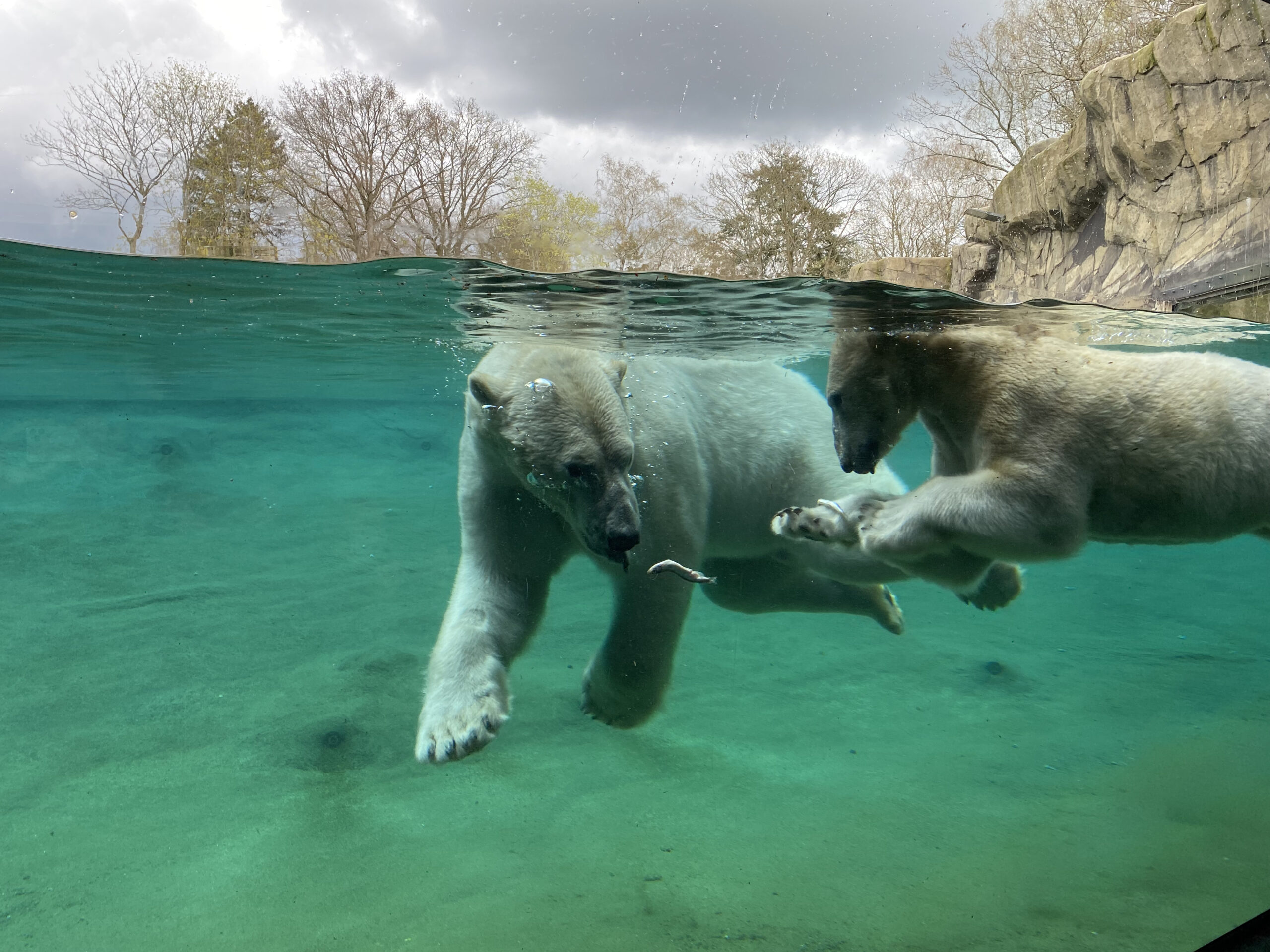 Zwei Eisbären tauchen nach Fischen im Polarium des Zoo Rostock