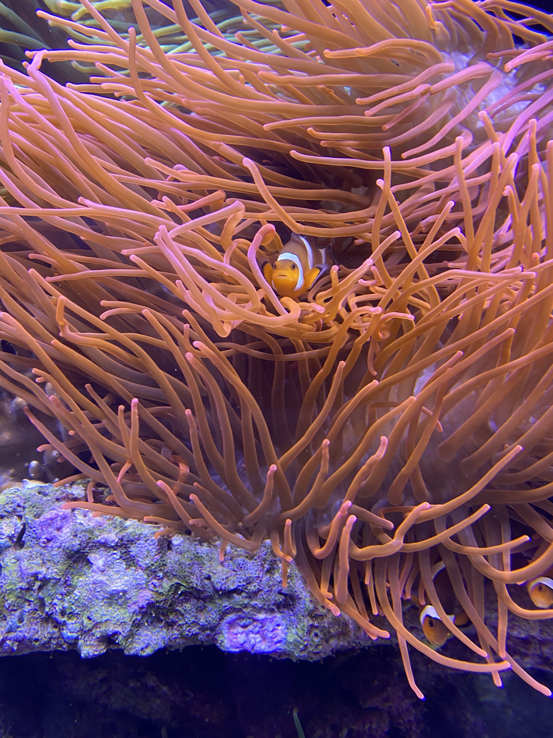 Clownfisch zwischen Anemonen